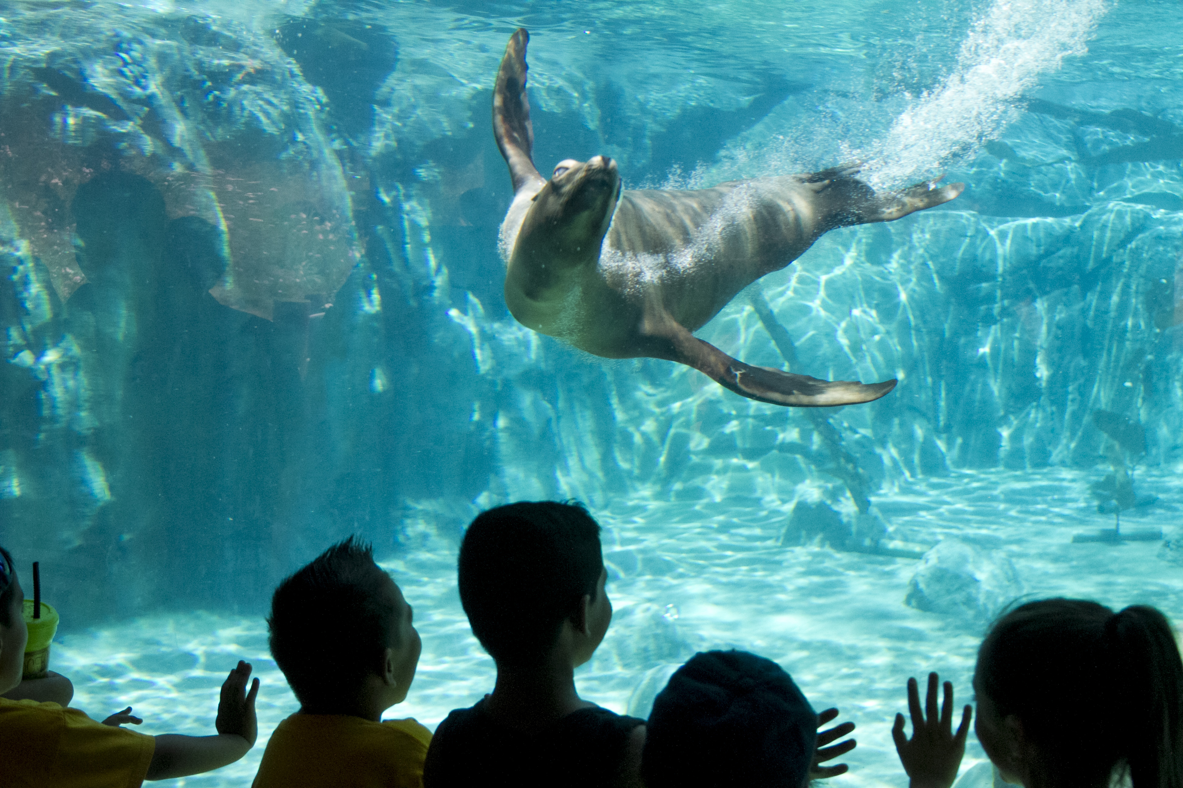 Fresno Chaffee Zoo Sea Lion Dies | KMJ-AF1