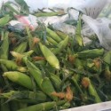 Fresno State Gibson Market Sells 70,000 Ears Corn!