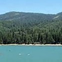 Bass Lake Ranger District Offers Free Sugar Pine Seedlings to Residents