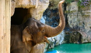 elephant