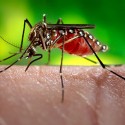 Recent Rain Could Bring A Boom In Mosquito Numbers