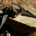 Health Department: Rabid Bat Discovered in Downtown Fresno