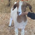 Goat Sale Proceeds To Help Injured Correctional Officers