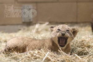 New lion cub Kijani.