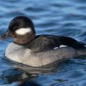 Duck Escapes Capture After Causing Traffic Problems In Fresno