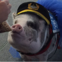 PETA Asks SFO To Stop Selling Bacon