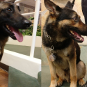 Public’s “Generosity And Support” Brings K9s To Clovis Police